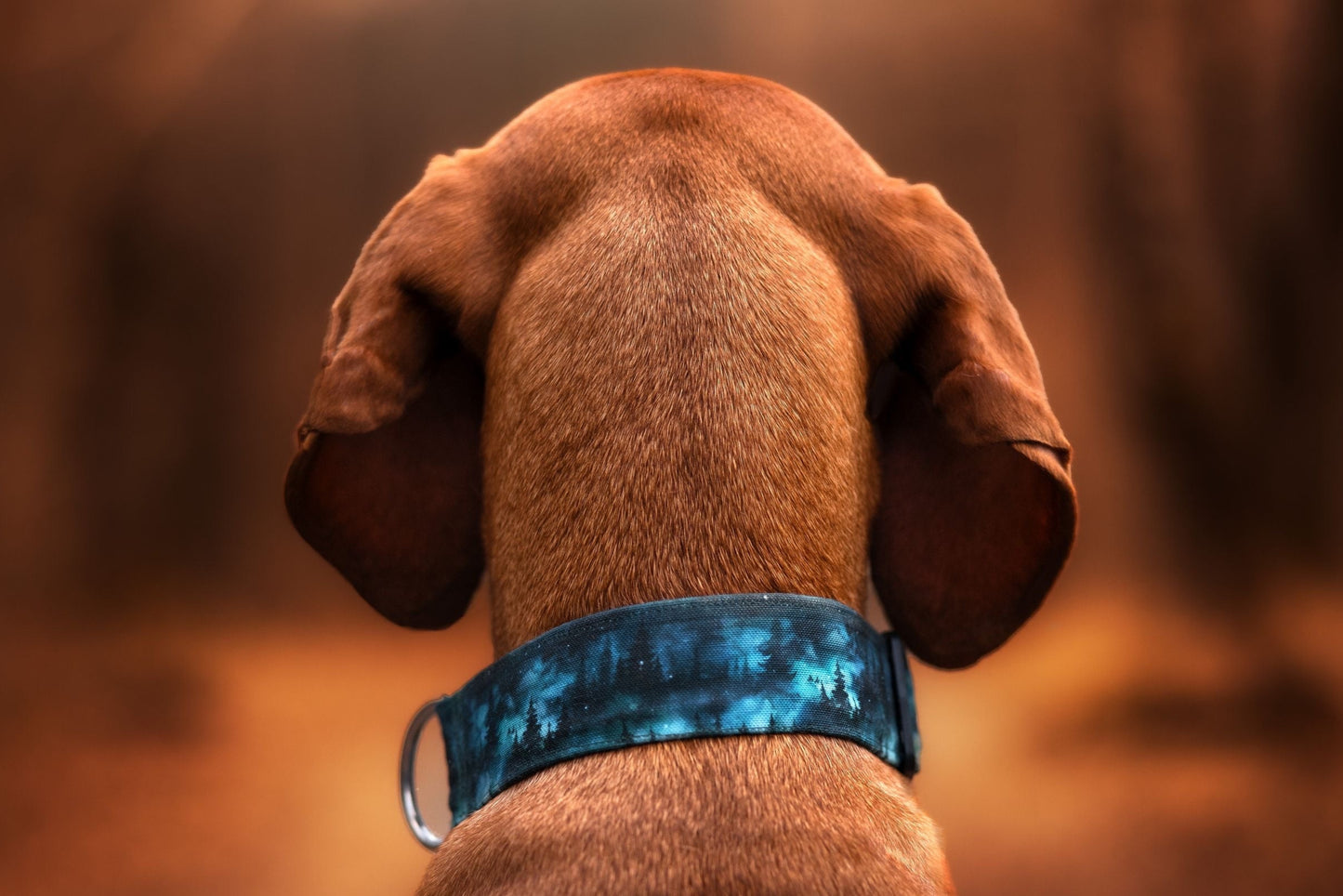 Canvas Hundehalsband